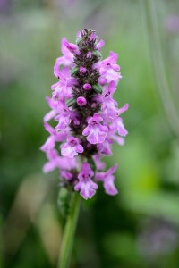 Summer at the Organic Herb Trading Company