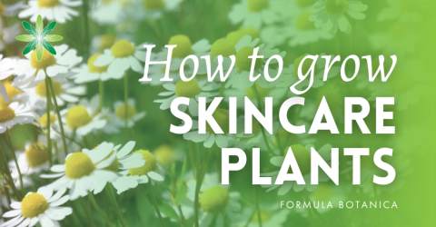 How to Grow Skincare Plants