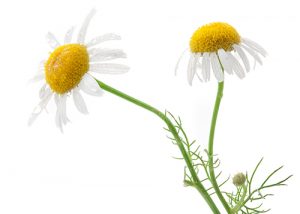 Grow Skincare Plants - Chamomile