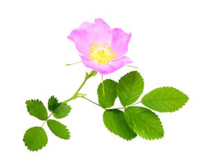 Grow Skincare Plants - Dog Rose