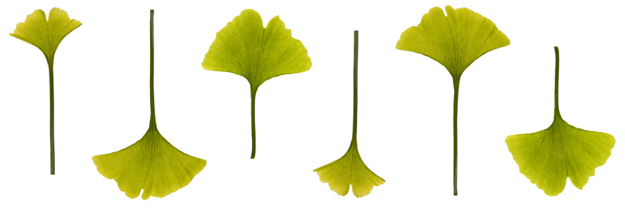 Haircare Herbs Ginkgo Biloba Leaves