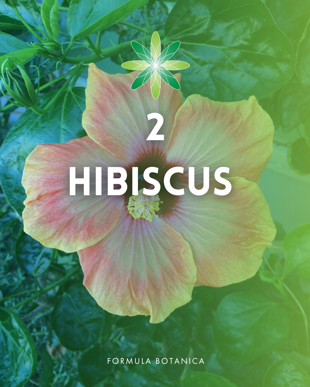 Top 10 best haircare herbs for your natural formulations