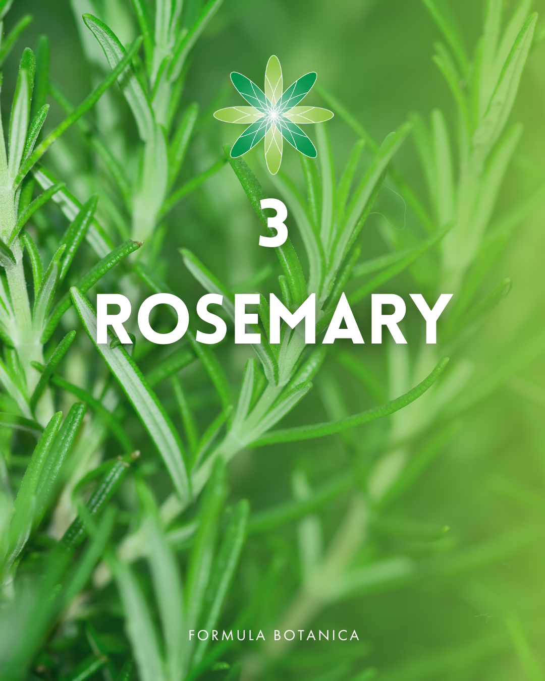 Top 10 best haircare herbs for your natural formulations