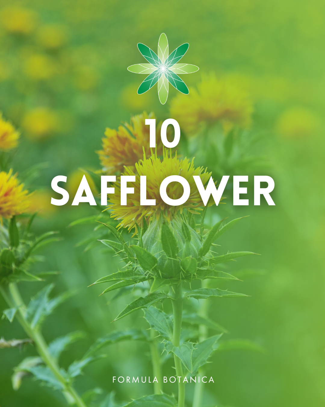 Top 10 best haircare herbs for your natural formulations