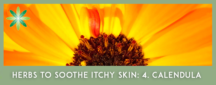 CALENDULA Herb for the Itchy Skin