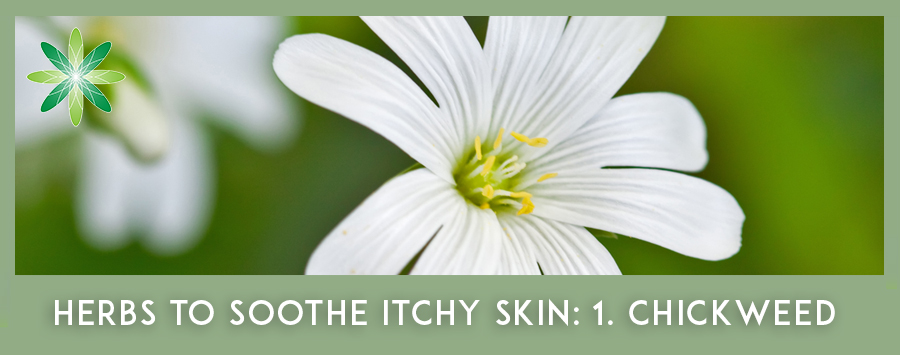Itchy Skin Herbs - White Chickweed Flower