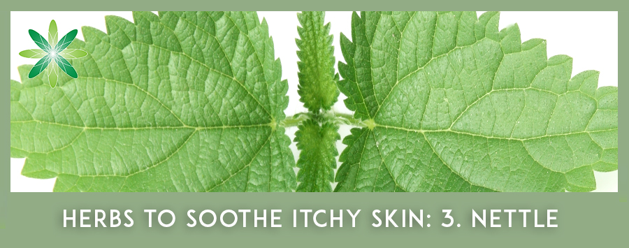 Itchy Skin Herbs - Stinging Nettle Leaf