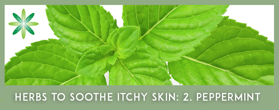 Itchy Skin Herbs - Organic Peppermint leaf