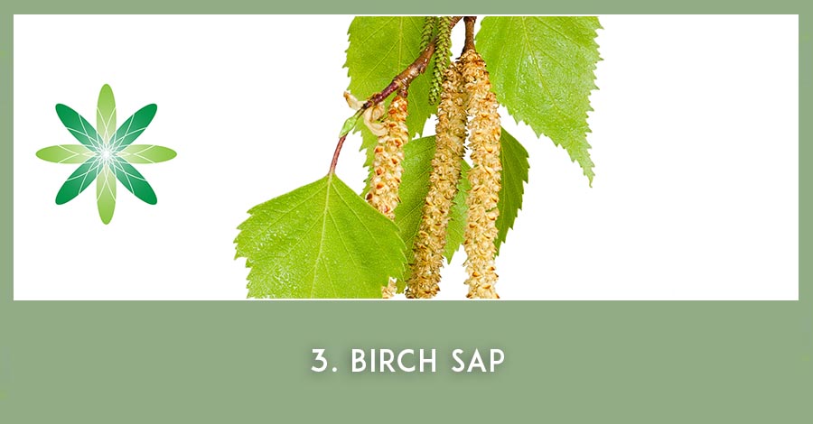 Birch sap - Nordic beauty ingredients