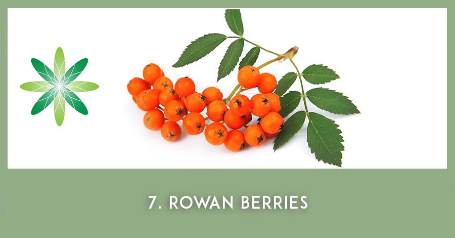 Rowanberries 