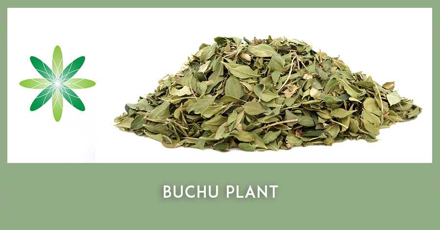 Buchu African ingredient