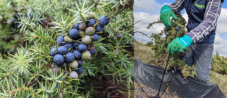 Plantlife Juniper habitat project UK