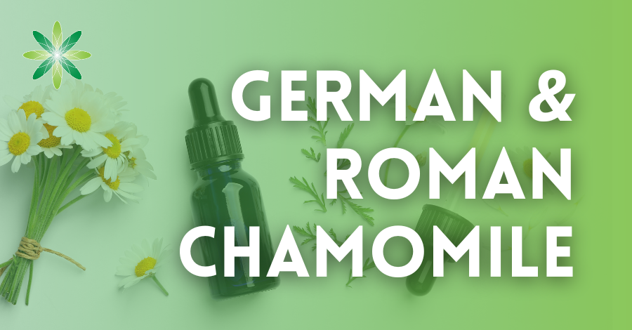 6 Benefits of Roman Chamomile Essential Oil