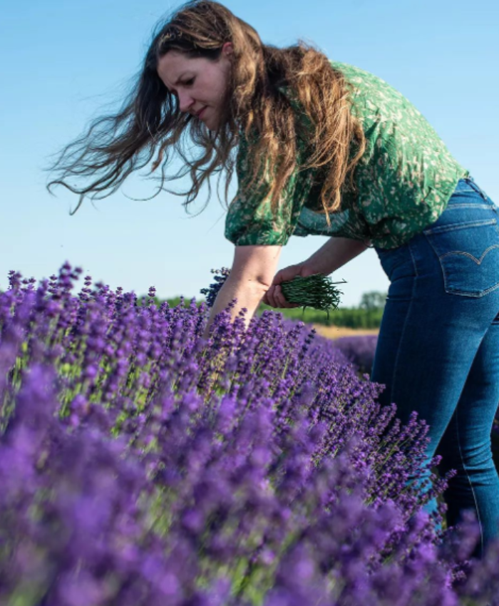 Lavender – The Plant and its Use in Skin Care