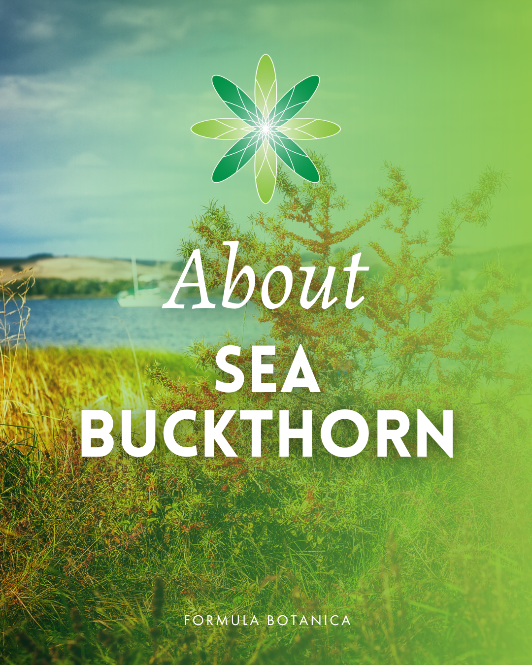 sea buckthorn cosmetic properties