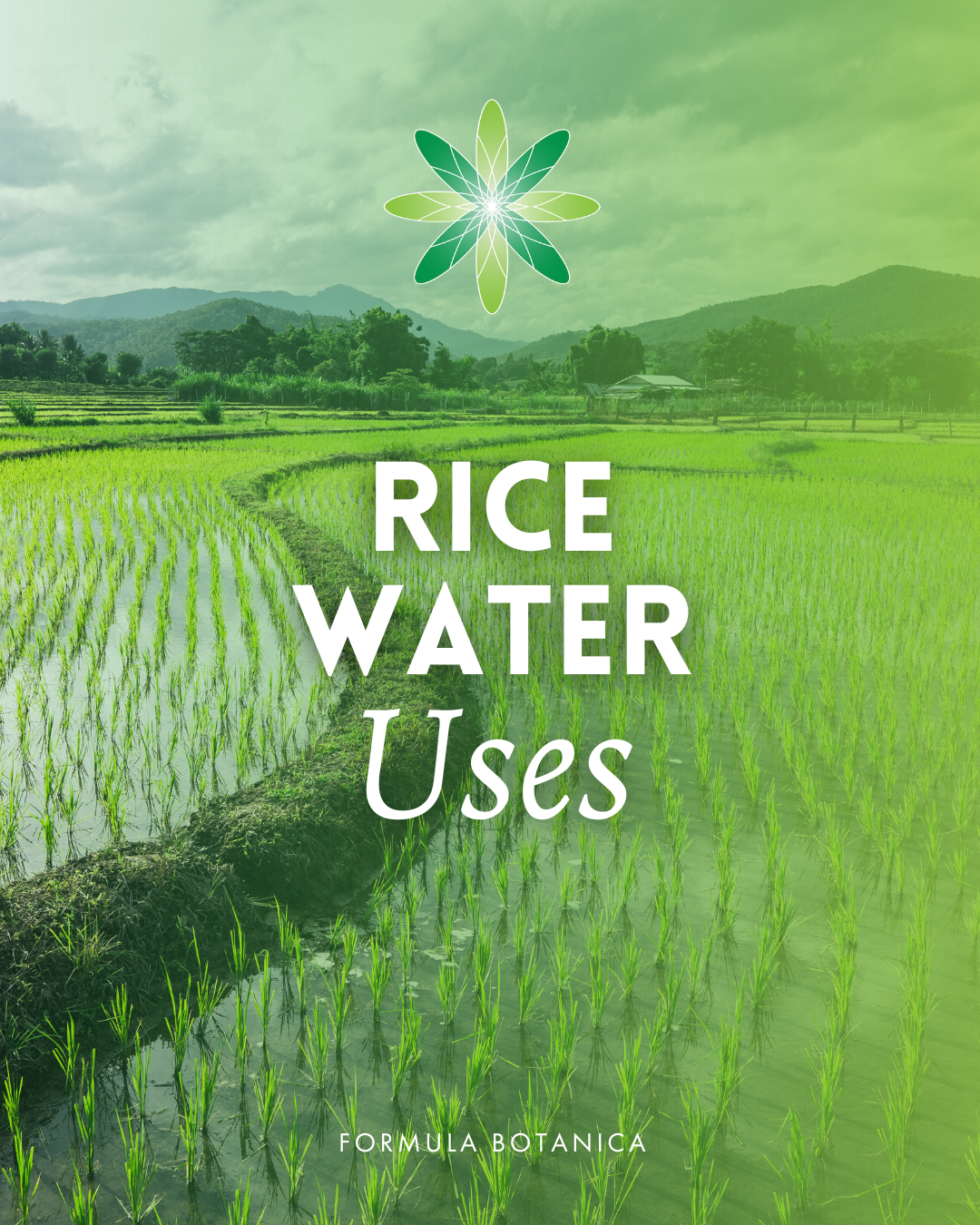 Rice Water: Untap Its Potential in Your Cosmetic Formulations