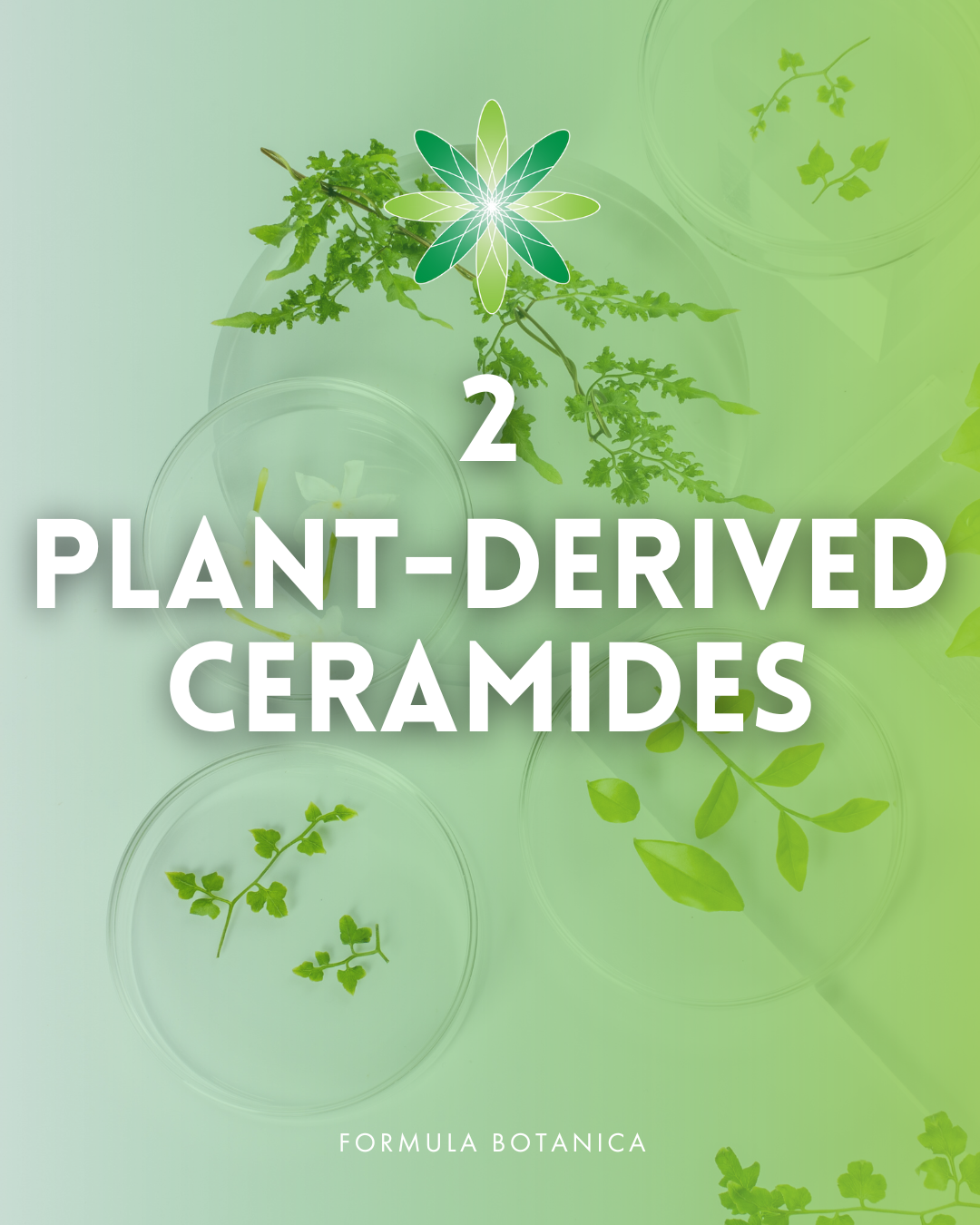 Everything you need to know about ceramides – And how to formulate with them