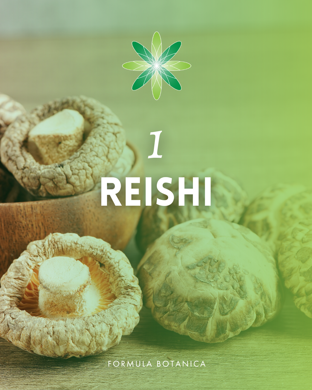 Your ultimate guide to formulating with mushroom extracts