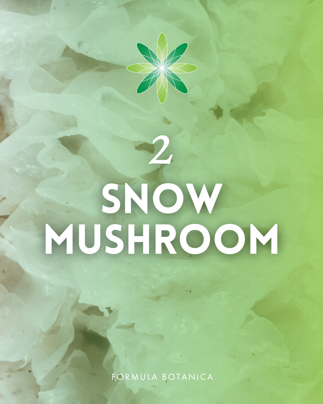Your ultimate guide to formulating with mushroom extracts