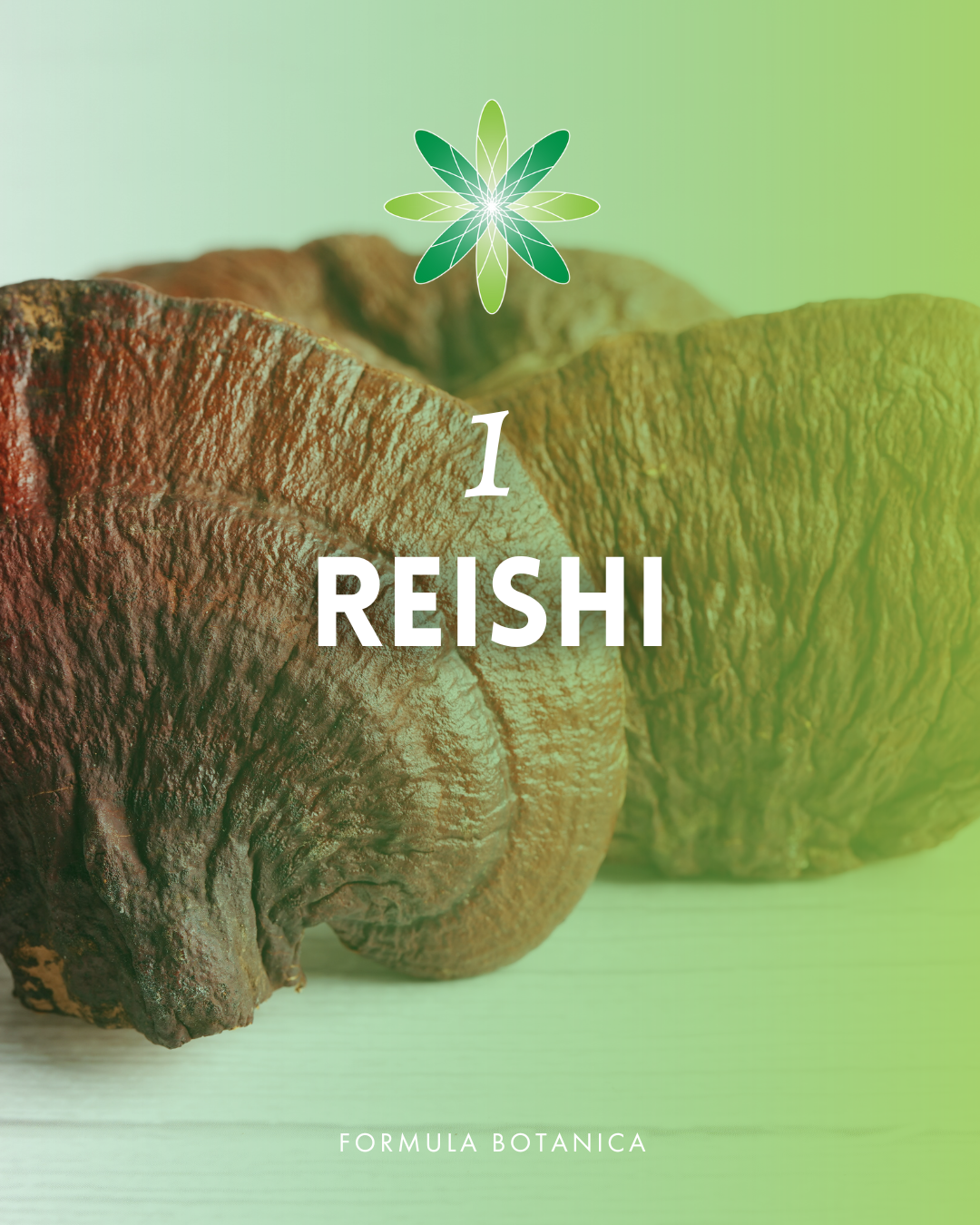 Your ultimate guide to formulating with mushroom extracts