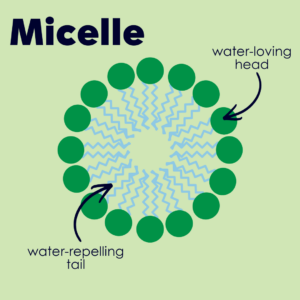 Diagram of a micelle, arrows pointing to the water-loving head and water-repelling tail